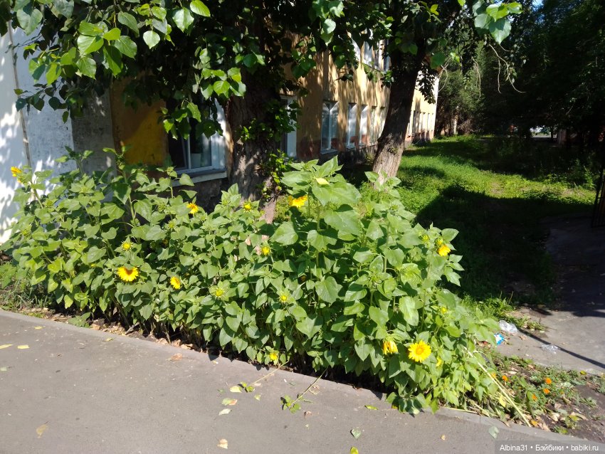 Как красивы цветы, мимо просто не пройти.... Лето 2024