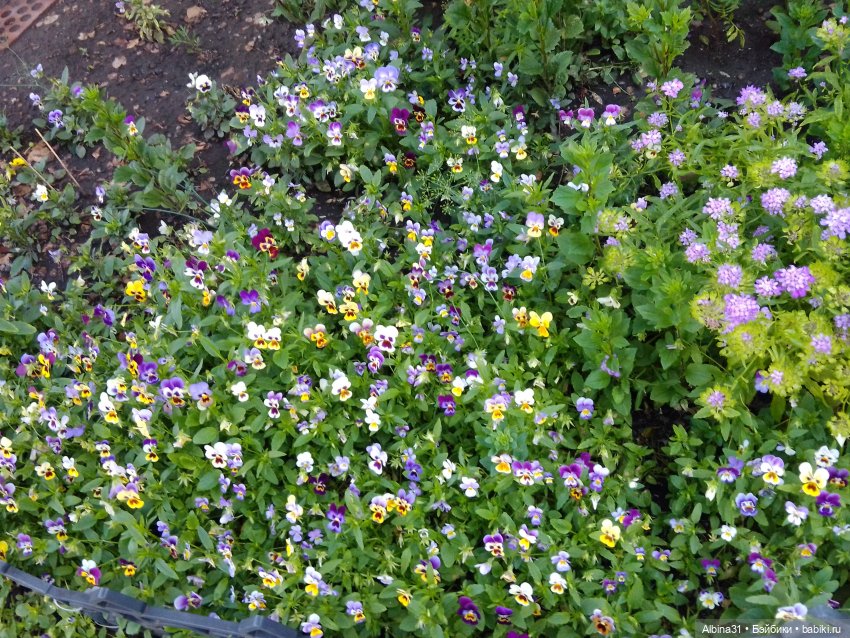 Как красивы цветы, мимо просто не пройти.... Лето 2024