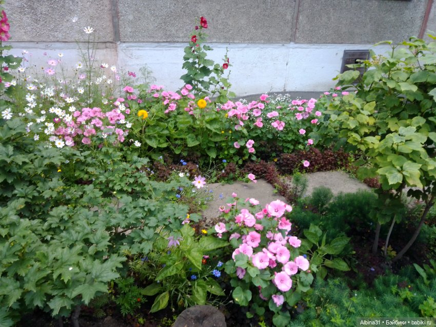 Как красивы цветы, мимо просто не пройти.... Лето 2024