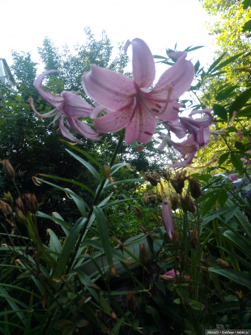 Как красивы цветы, мимо просто не пройти.... Лето 2024