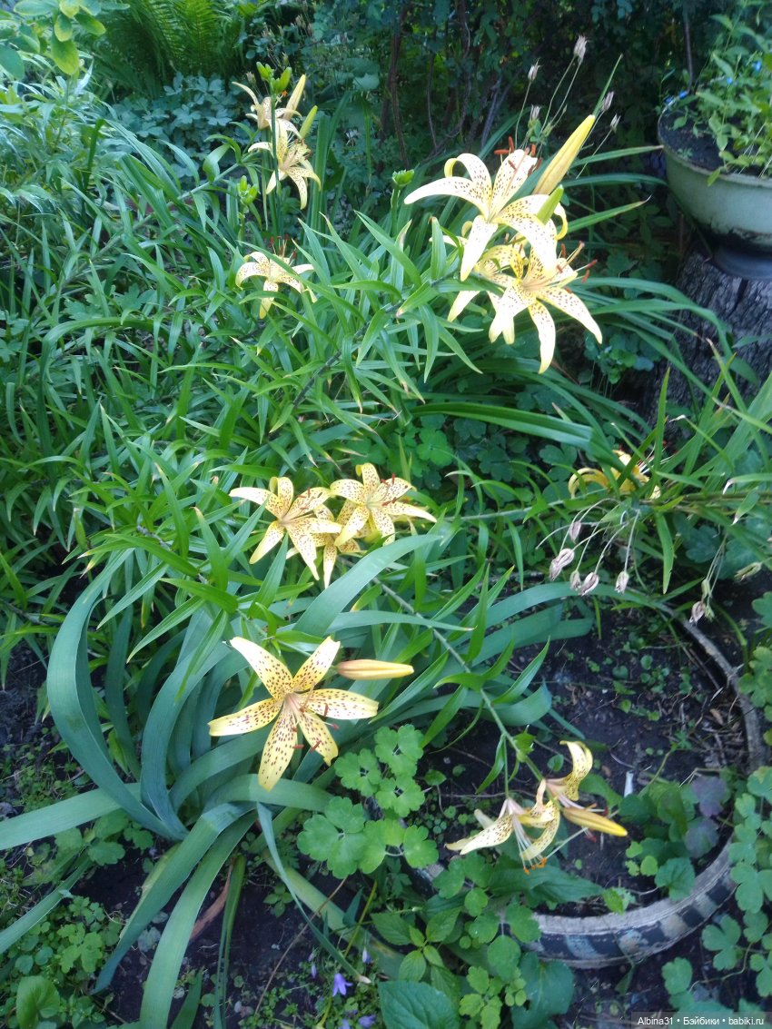 Как красивы цветы, мимо просто не пройти.... Лето 2024