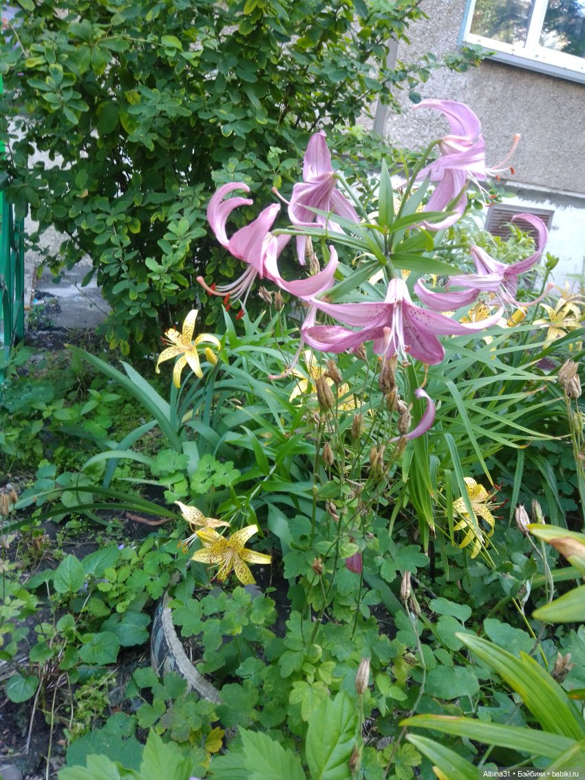 Как красивы цветы, мимо просто не пройти.... Лето 2024