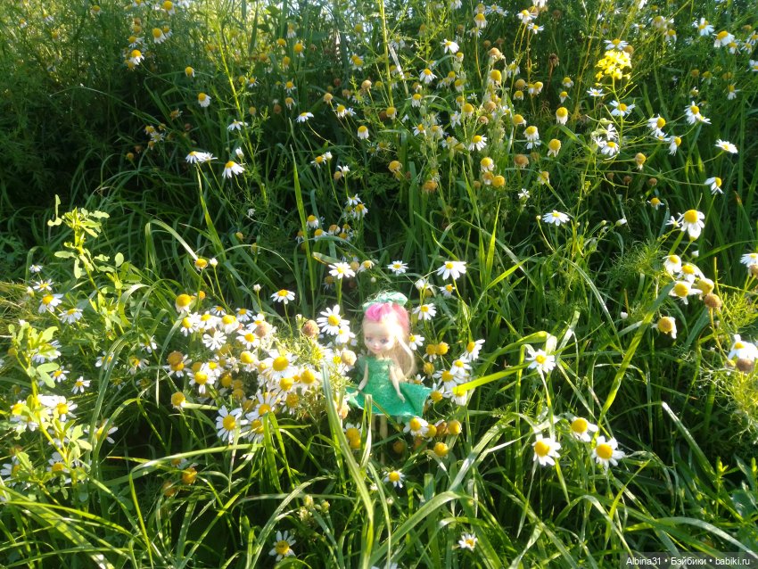 Как красивы цветы, мимо просто не пройти.... Лето 2024