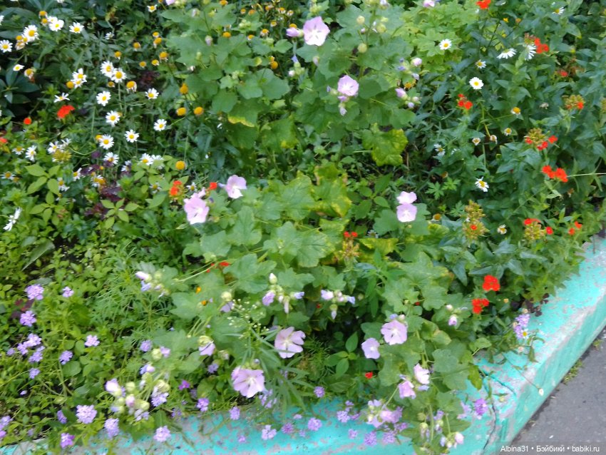 Как красивы цветы, мимо просто не пройти.... Лето 2024