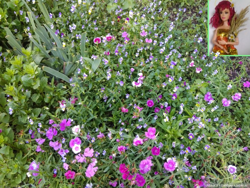 Как красивы цветы, мимо просто не пройти.... Лето 2024