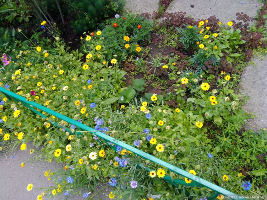 Как красивы цветы, мимо просто не пройти.... Лето 2024