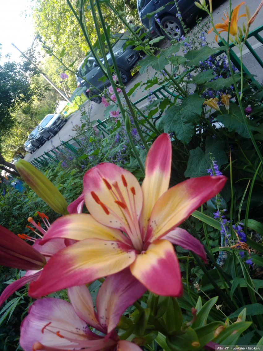 Как красивы цветы, мимо просто не пройти.... Лето 2024