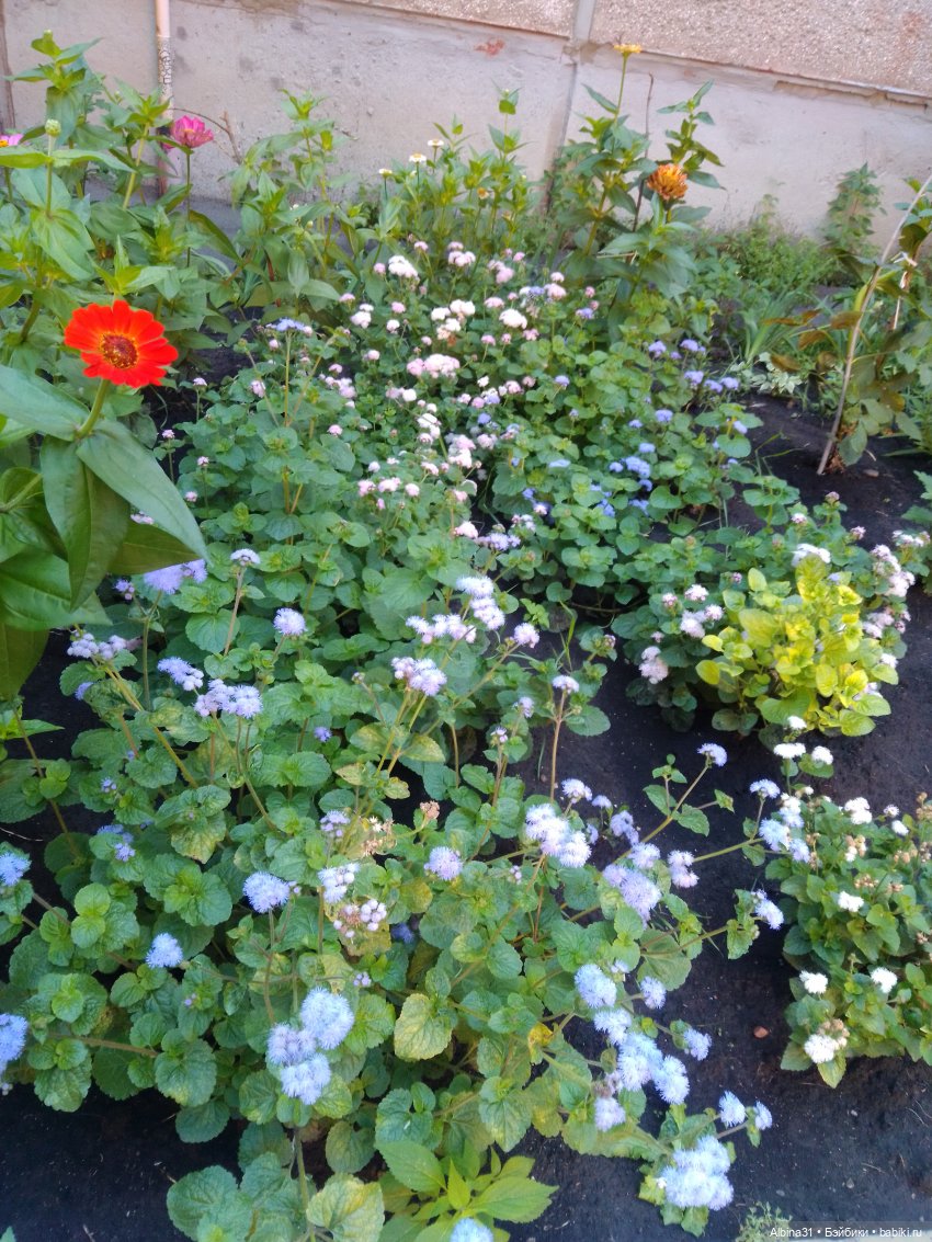 Как красивы цветы, мимо просто не пройти.... Лето 2024