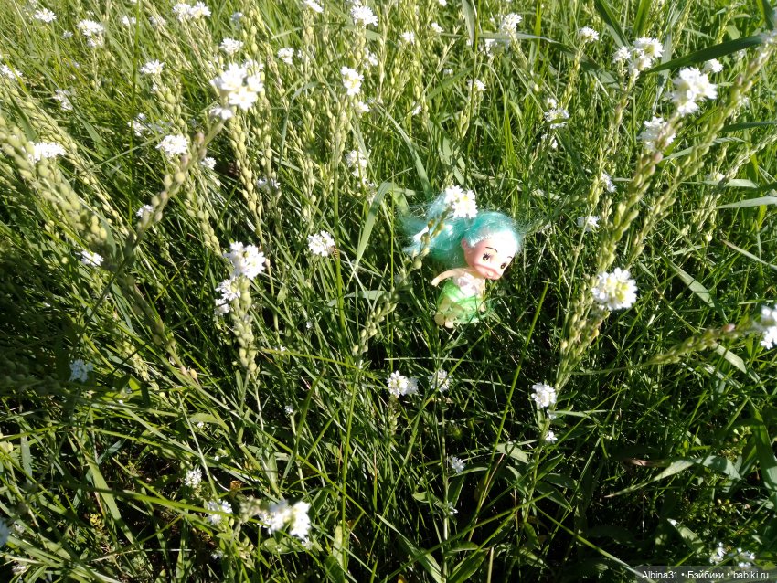 Как красивы цветы, мимо просто не пройти.... Лето 2024