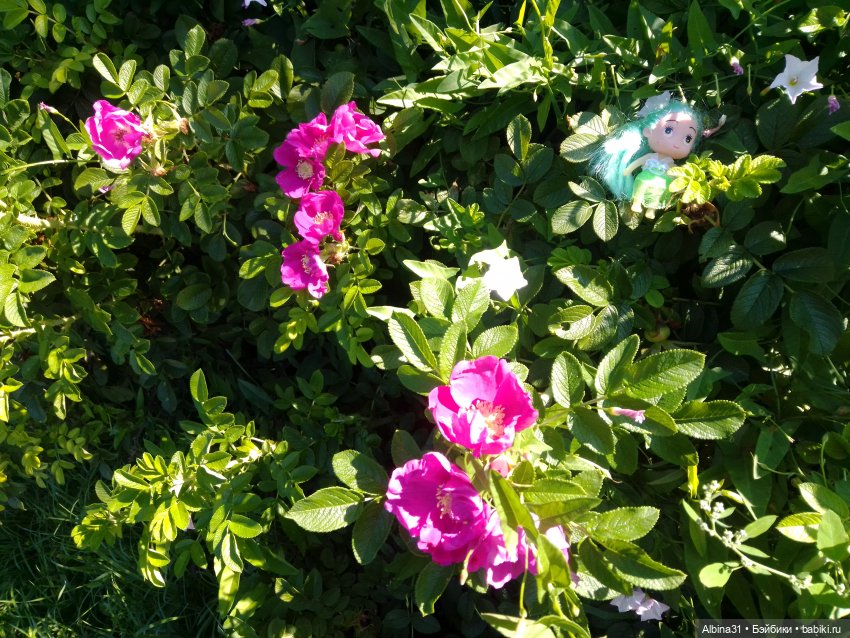 Как красивы цветы, мимо просто не пройти.... Лето 2024