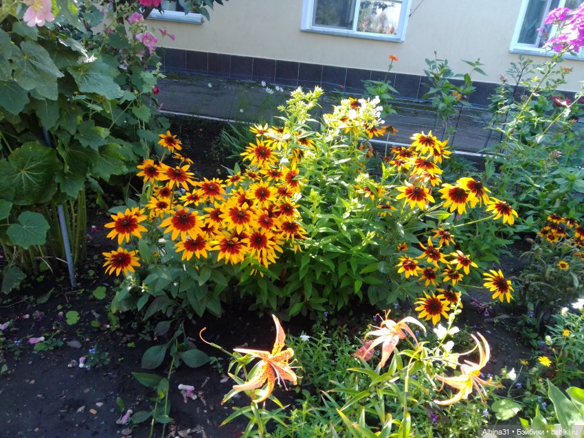 Как красивы цветы, мимо просто не пройти.... Лето 2024