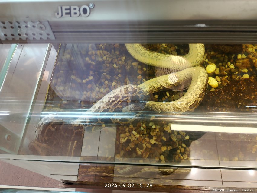 Новосибирск сентябрь 2024 (фото 7)