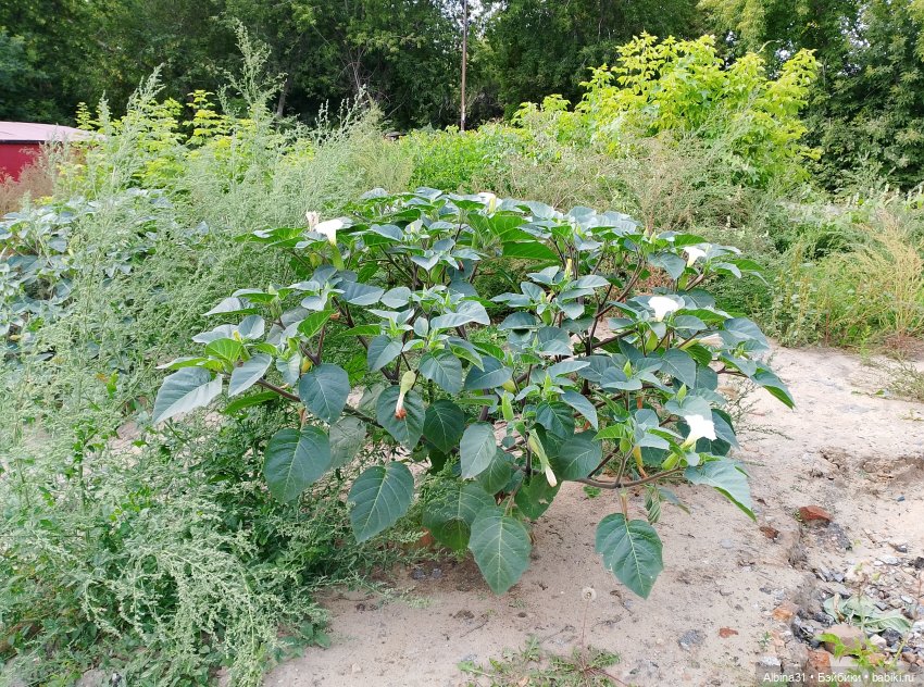 Новосибирск сентябрь 2024