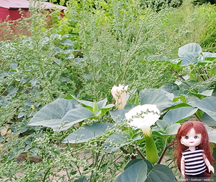 Новосибирск сентябрь 2024