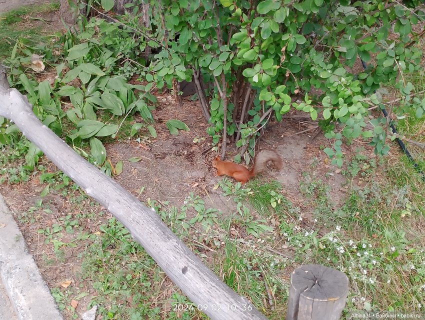 Зоопарк. Новосибирск. Сентябрь 2024 год