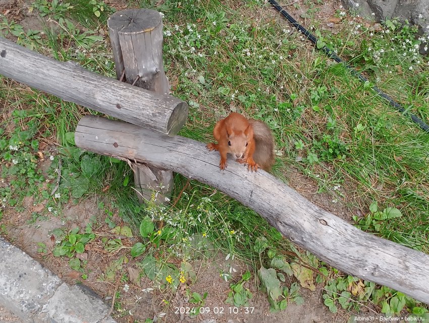 Зоопарк. Новосибирск. Сентябрь 2024 год