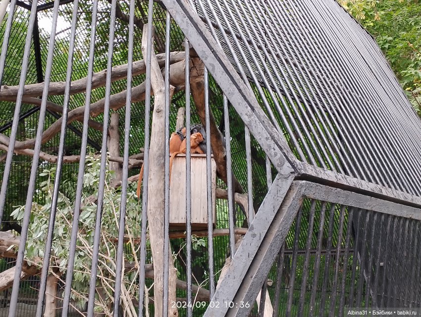 Зоопарк. Новосибирск. Сентябрь 2024 год