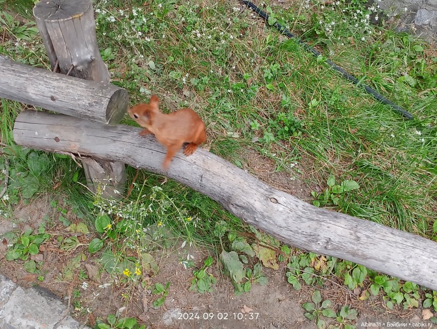 Зоопарк. Новосибирск. Сентябрь 2024 год