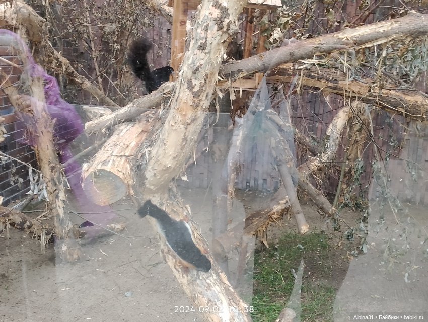 Зоопарк. Новосибирск. Сентябрь 2024 год