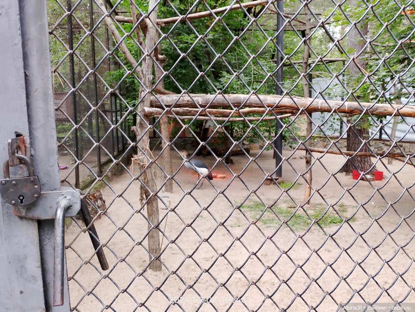 Зоопарк. Новосибирск. Сентябрь 2024 год