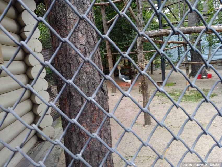 Зоопарк. Новосибирск. Сентябрь 2024 год