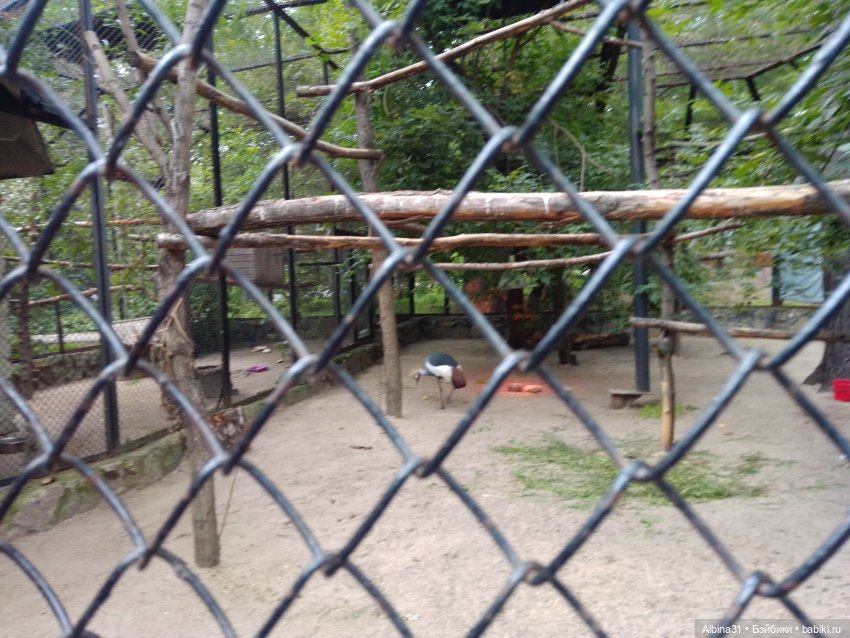 Зоопарк. Новосибирск. Сентябрь 2024 год