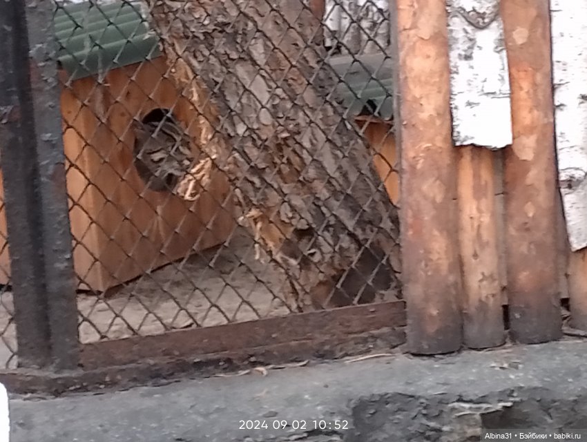 Зоопарк. Новосибирск. Сентябрь 2024 год