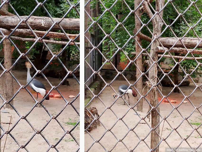 Зоопарк. Новосибирск. Сентябрь 2024 год