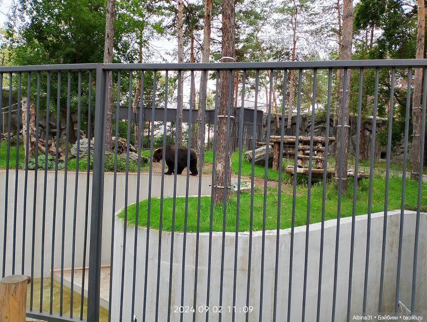 Зоопарк. Новосибирск. Сентябрь 2024 год (2) (фото 9)