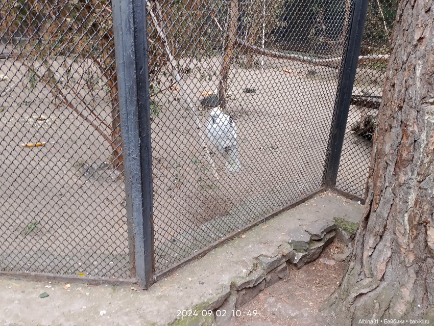 Зоопарк. Новосибирск. Сентябрь 2024 год