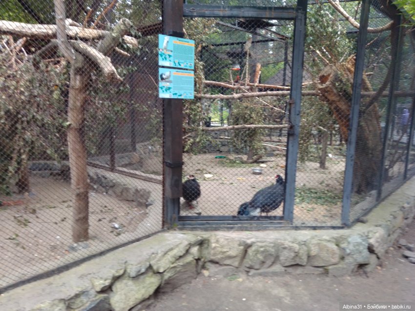 Зоопарк. Новосибирск. Сентябрь 2024 год