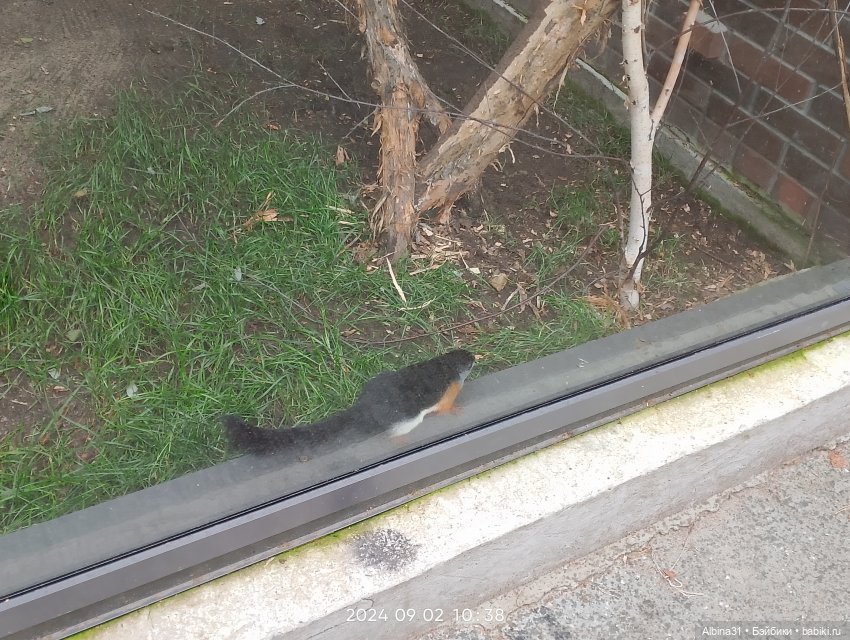 Зоопарк. Новосибирск. Сентябрь 2024 год