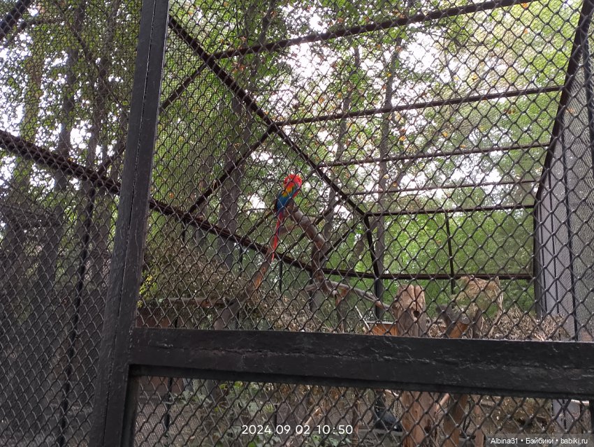 Зоопарк. Новосибирск. Сентябрь 2024 год