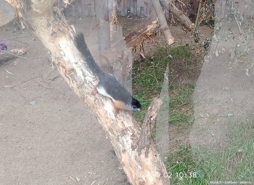 Зоопарк. Новосибирск. Сентябрь 2024 год