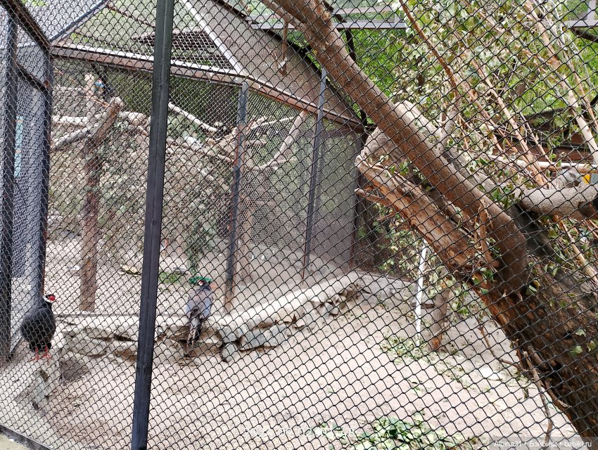 Зоопарк. Новосибирск. Сентябрь 2024 год
