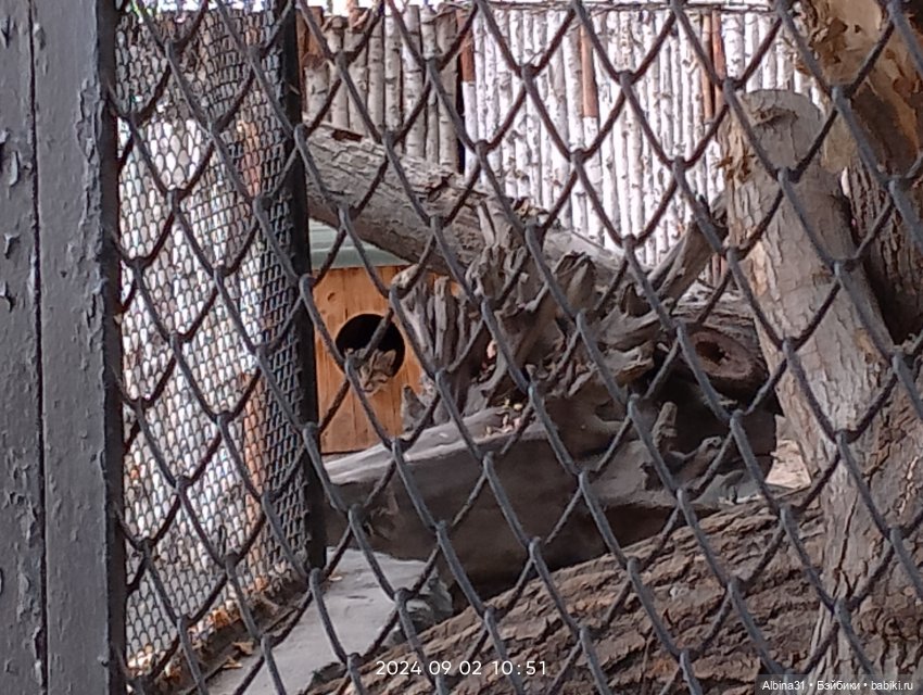 Зоопарк. Новосибирск. Сентябрь 2024 год