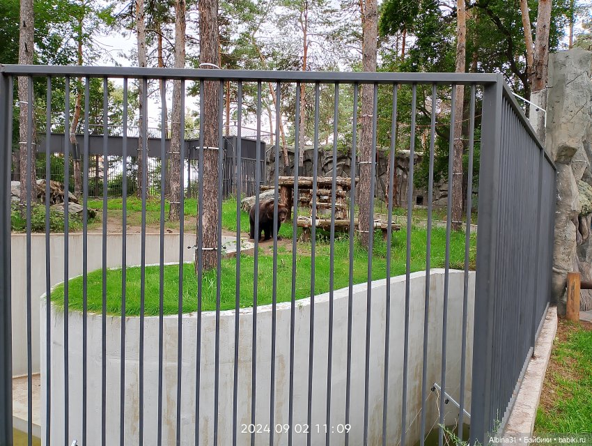 Зоопарк. Новосибирск. Сентябрь 2024 год (2) (фото 10)