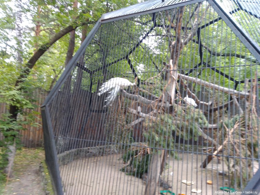 Зоопарк. Новосибирск. Сентябрь 2024 год