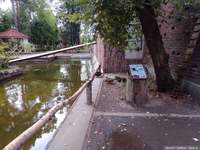 Зоопарк. Новосибирск. Сентябрь 2024 год