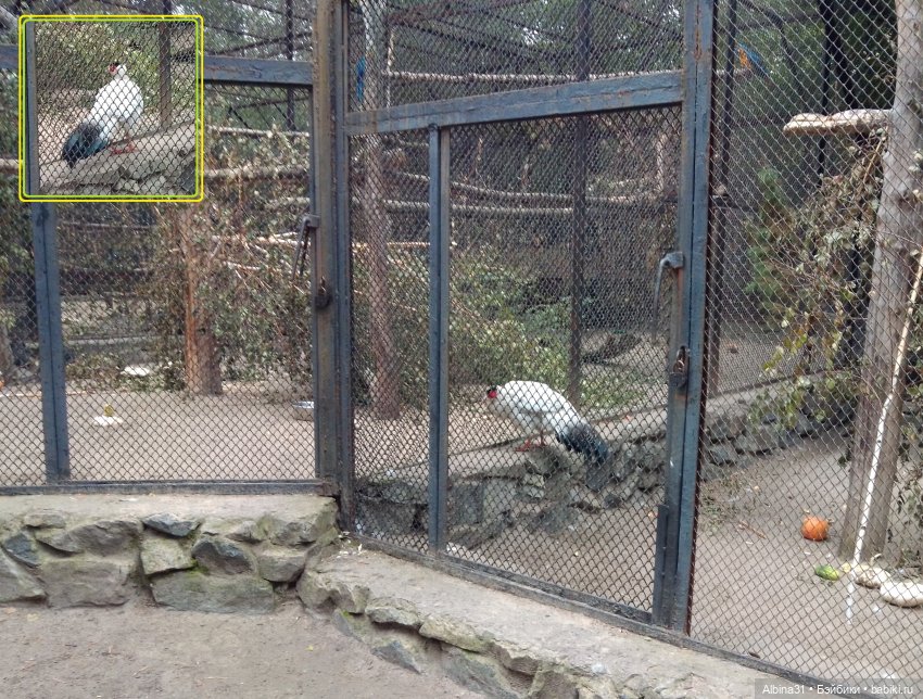 Зоопарк. Новосибирск. Сентябрь 2024 год