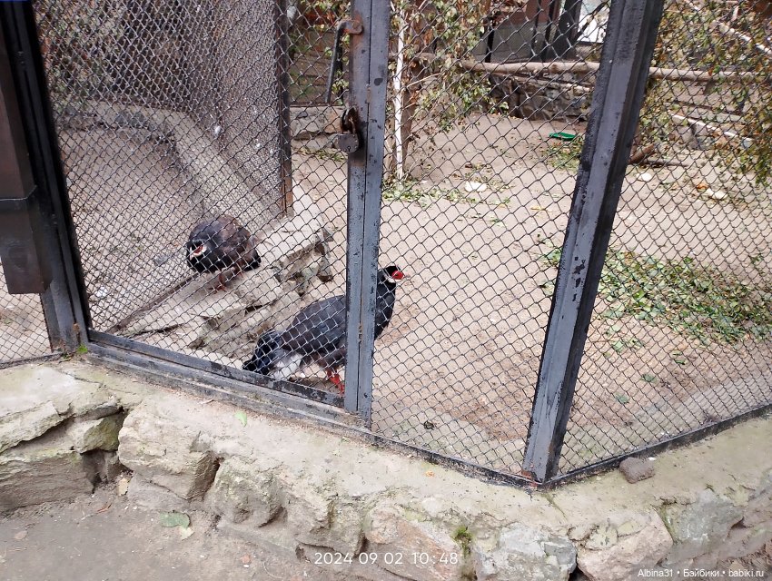 Зоопарк. Новосибирск. Сентябрь 2024 год