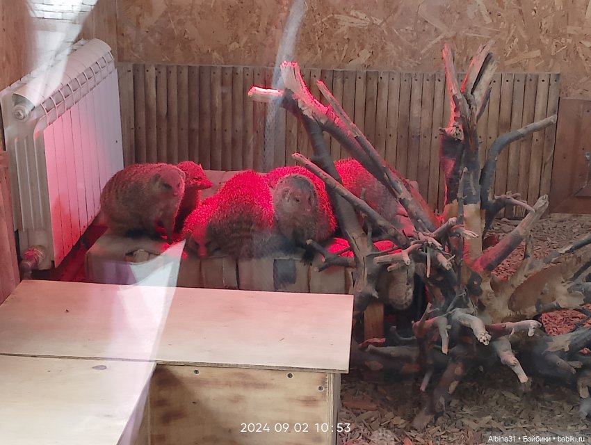 Зоопарк. Новосибирск. Сентябрь 2024 год