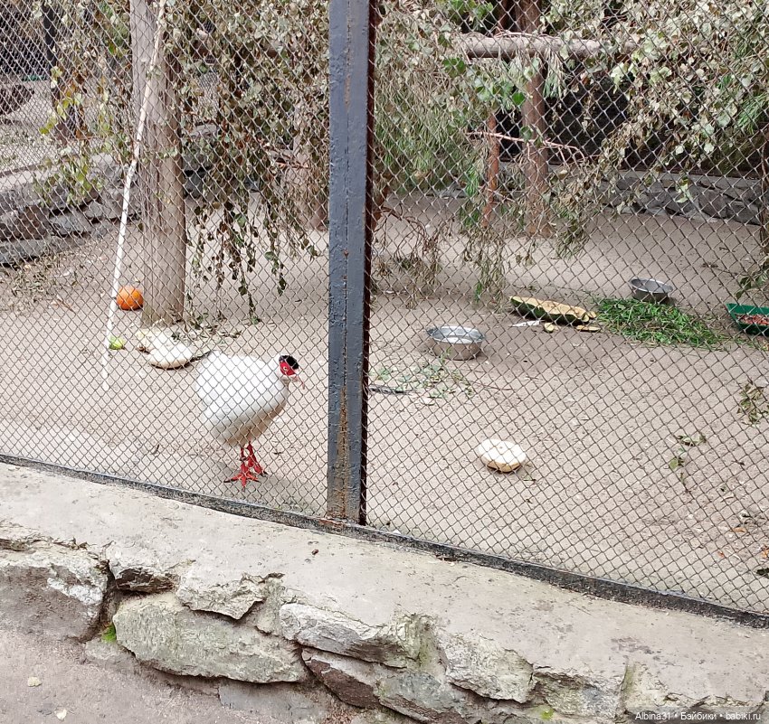 Зоопарк. Новосибирск. Сентябрь 2024 год