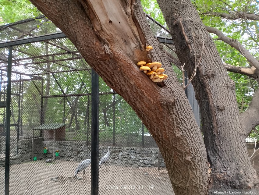 Зоопарк. Новосибирск. Сентябрь 2024 год (2)