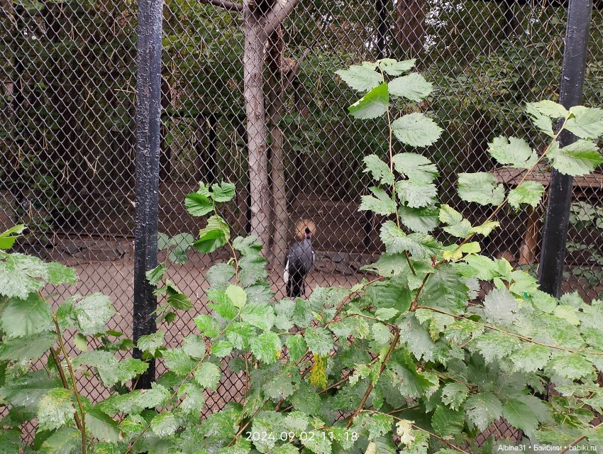 Зоопарк. Новосибирск. Сентябрь 2024 год (2)