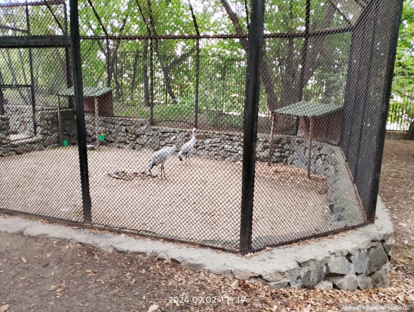 Зоопарк. Новосибирск. Сентябрь 2024 год (2)