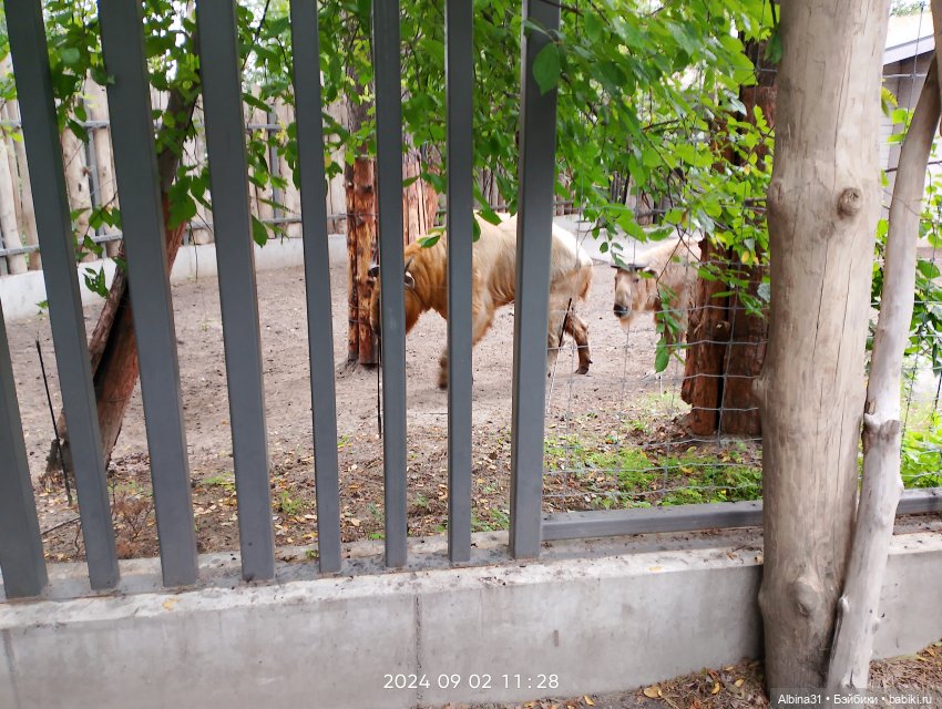 Зоопарк. Новосибирск. Сентябрь 2024 год (2)