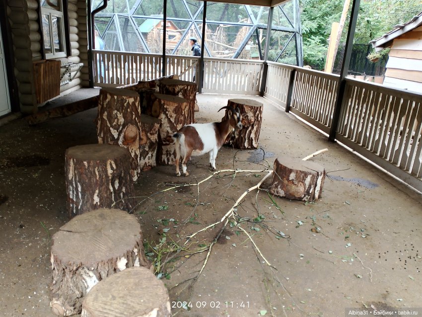 Зоопарк. Новосибирск. Сентябрь 2024 год (2)