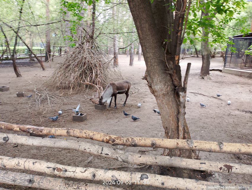 Зоопарк. Новосибирск. Сентябрь 2024 год (2)