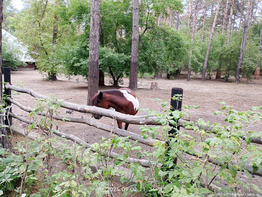 Зоопарк. Новосибирск. Сентябрь 2024 год (2)